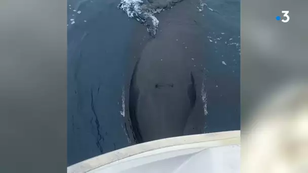 Présence d'une orque au large de Royan