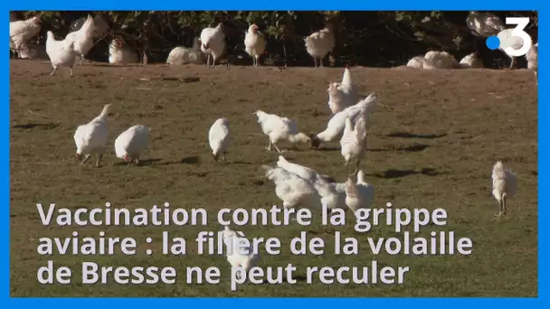 Vaccination contre la grippe aviaire : la filière de la volaille de Bresse ne peut reculer