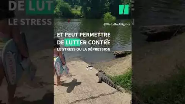 L’alligator est un soutien émotionnel, et cette vidéo le montre à la perfection