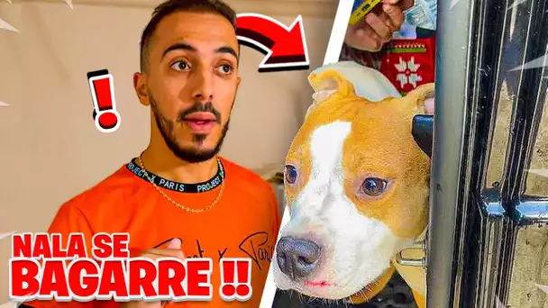 NALA SE BAGARRE SALEMENT AVEC UN AUTRE ANIMAL EN PLEIN DÉMÉNAGEMENT…