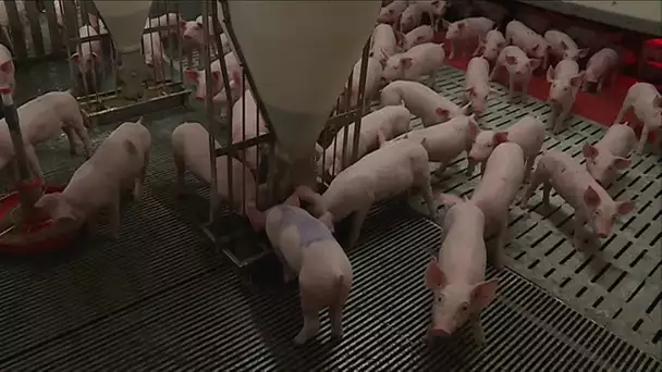 Agriculture : visite de la ferme de Christiane Lambert, présidente de la FNSEA