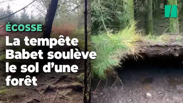 La tempête Babet a soufflé si fort en Écosse qu’elle a soulevé le sol de cette forêt