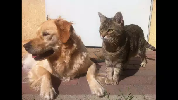 Canicule : comment reconnaître un coup de chaleur chez ses animaux ?