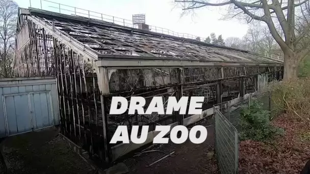 Des dizaines de singes meurent dans l'incendie d'un zoo en Allemagne