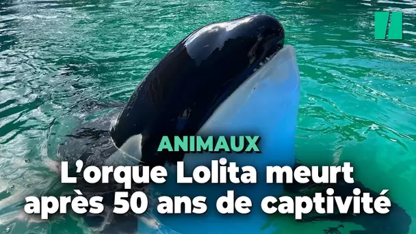 L’orque Lolita, de son vrai nom Tokitae, est morte au Seaquarium de Miami