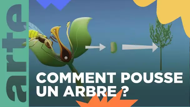 Comment poussent les arbres ? | ARTE Family