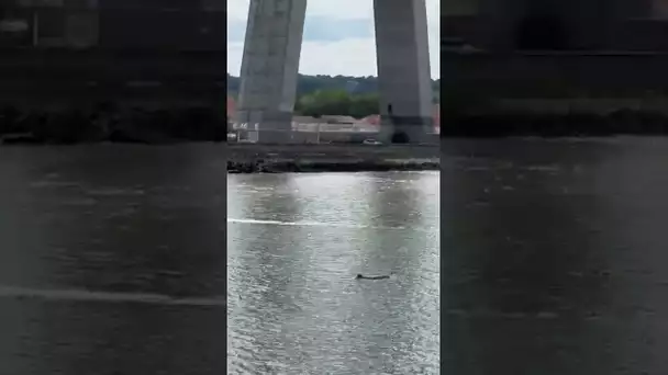 Orque sous le Pont de Normandie