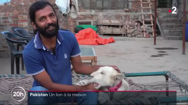 Pakistan : un lion à la maison