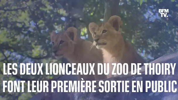 Sana et Sarabi, les deux lionceaux du zoo de Thoiry font leur première sortie en public