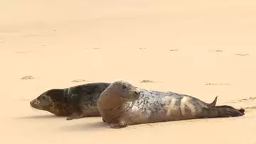 Deux phoques relâchés en mer après avoir été sauvés par l'Aquarium de Biarritz