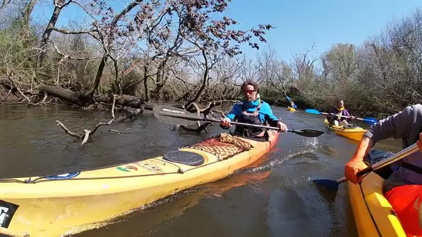 Découverte : canoë sur la Leyre