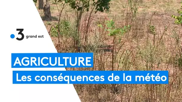 Agriculture : les conséquences dramatiques des intempéries