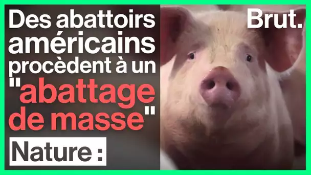 Covid-19 : des abattoirs américains procèdent à un "abattage de masse"