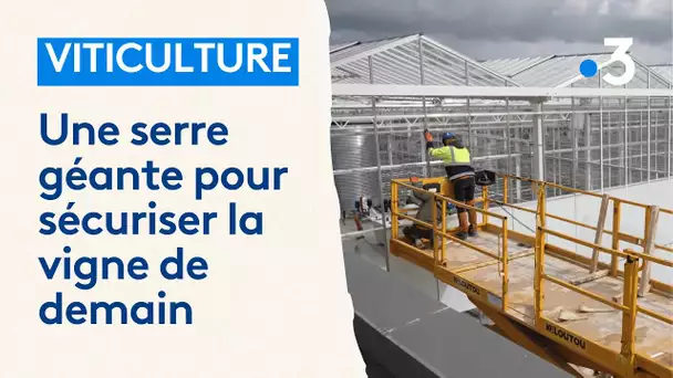 Une serre bioclimatique géante unique en France pour protéger les futurs plans de vigne