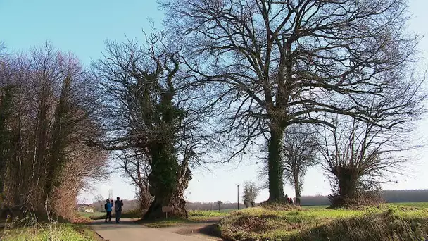 Récompense : le châtaignier de Celles-sur-Belle, élu arbre de l'année