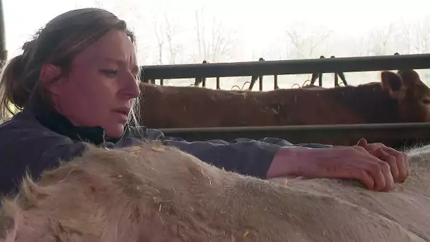 Le bien-être animal par la médecine traditionnelle