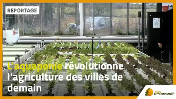 L&#039;aquaponie révolutionne l&#039;agriculture des villes de demain