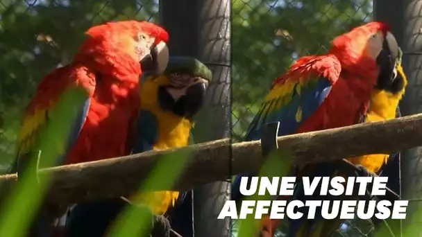 Ce perroquet sauvage rend visite tous les jours à son Roméo du zoo de Rio