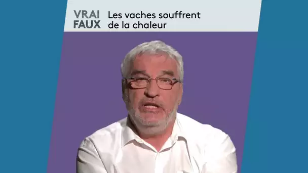 Vrai ou faux : Les vaches souffrent de la chaleur