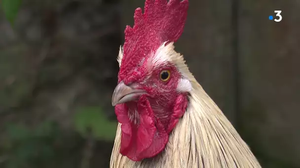 Loi et patrimoine sensoriel à la campagne, vous ne pouvez plus vous plaindre du chant du coq.