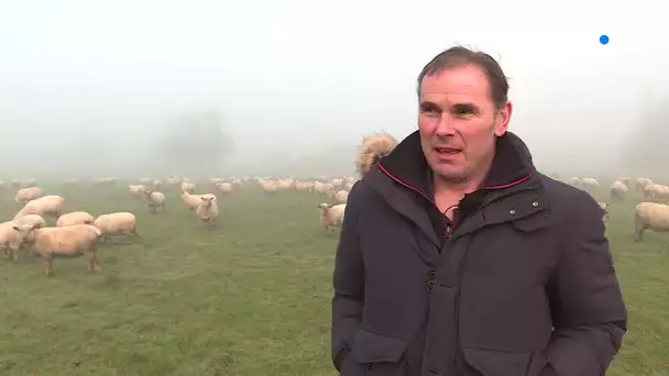Loire-Atlantique : le fléau des vols d'animaux sur les exploitations.