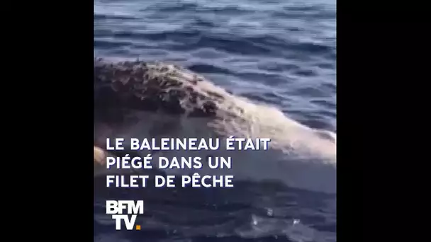 Cette baleine est morte en tentant de sauver son enfant