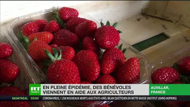 En pleine épidémie, des bénévoles viennent en aide aux agriculteurs français