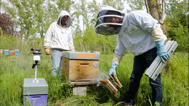 BeeGuard : des ruches connectées pour surveiller les abeilles