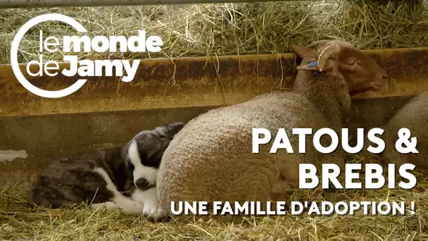 Brebis et chiens de berger : une incroyable amitié !