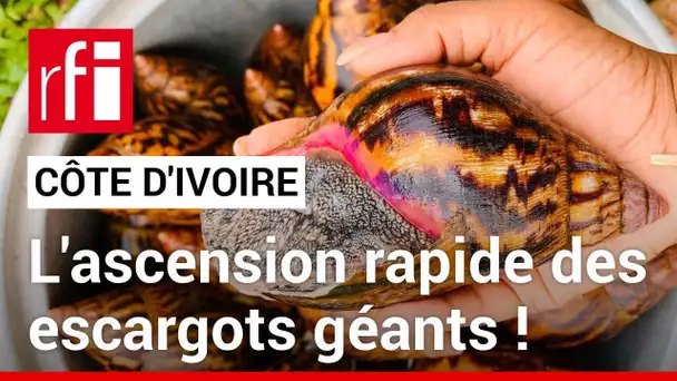 Côte d’Ivoire : la progression fulgurante de l'élevage d'escargots géants • RFI