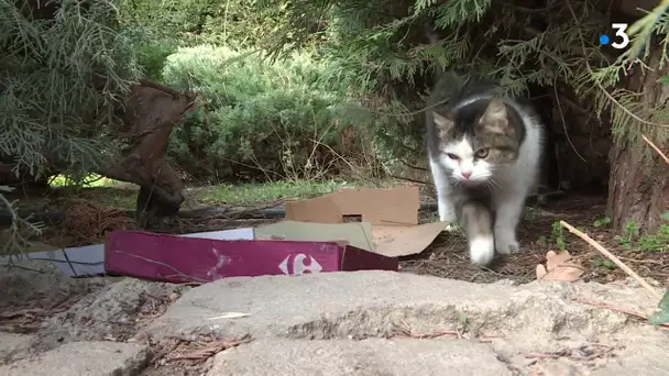 Boom des chats errants à Pertuis avec la crise du Covid-19