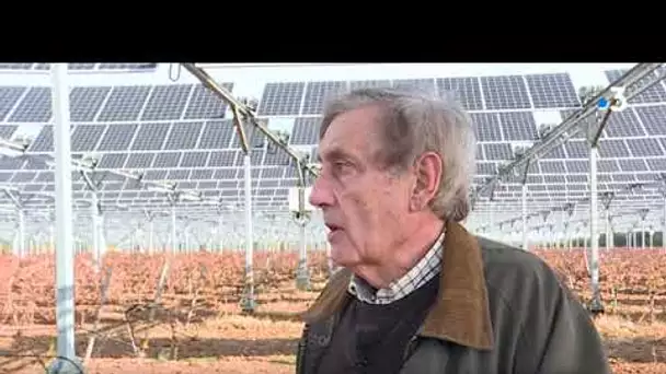 Près de Perpignan, la vigne se couvre de panneaux photovoltaïques, une première mondiale