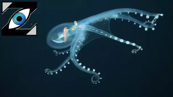 [Zap Net] L'incroyable pieuvre de verre ! (04/02/22)