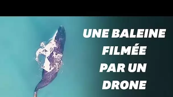 Une baleine noire, en voie d'extinction, filmée par un drone