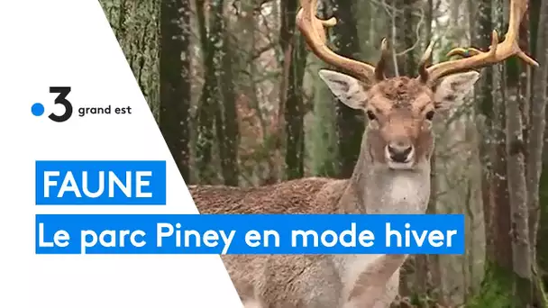 Animaux : le parc de Piney en mode hiver