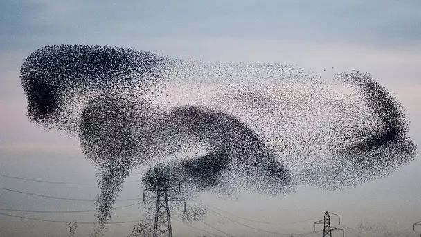 Ces oiseaux font des figures incroyables dans le ciel - ZAPPING SAUVAGE