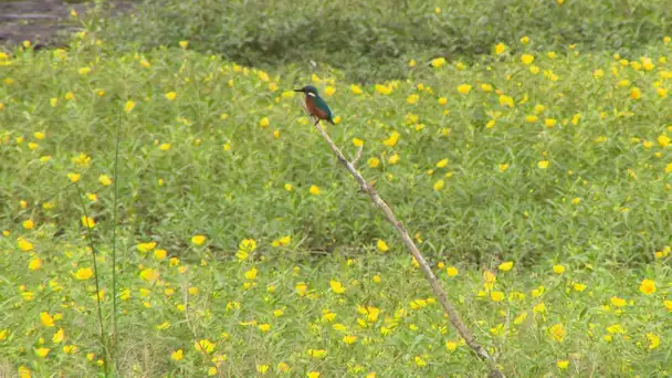 Balade crépusculaire dans une réserve naturelle du Tarn