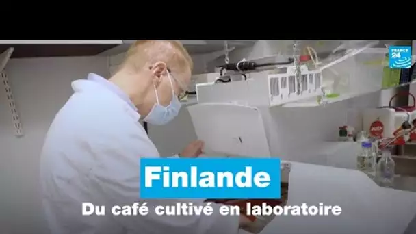 En Finlande, un café durable cultivé en laboratoire • FRANCE 24