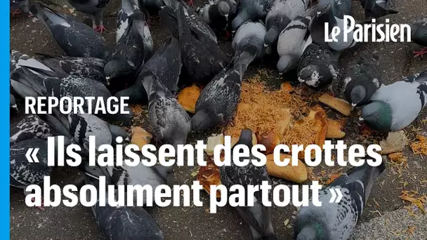 « C’est une pollution épouvantable » : les pigeons ont envahi ce coin du XXe arrondissement et ça ex