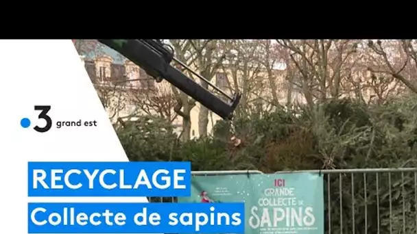 Des points de collecte pour le recyclage des sapins