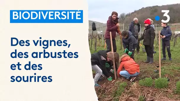 Biodiversité : des enfants plantent des arbustes dans des vignes, "les arbres donnent de l'oxygène"