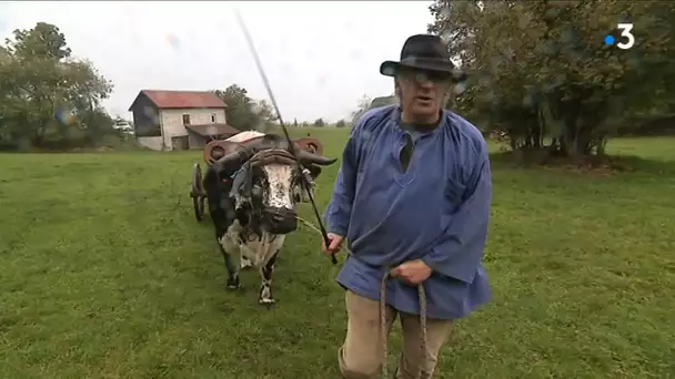 Dresseur de boeufs, la passion de Jean-Luc Guerringue