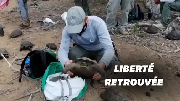 36 tortues géantes des Galapagos remises en liberté