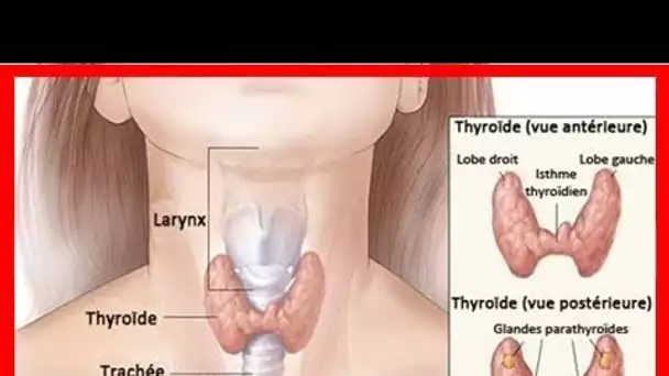 Comment améliorer naturellement le fonctionnement de la thyroïde?
