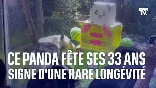 Ce panda fête ses 33 ans au Mexique, signe d'une rare longevité