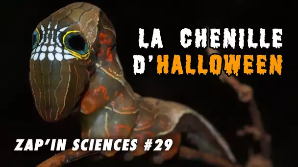 La chenille d'Halloween - Zap'In Sciences #29