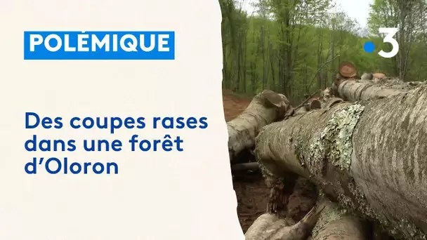 Des coupes d'arbres dans la forêt du Bager au centre d'une polémique à Oloron