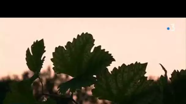 C'est le temps des vendanges ... mécaniques dans le Tarn