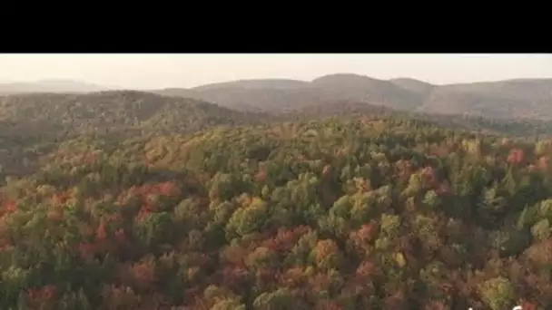 Etats-Unis : forêt de sapins à Saranac Lake dans l'état de New York