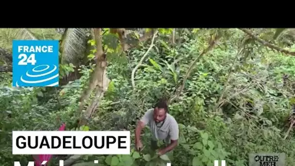 Médecine naturelle en Guadeloupe : des plantes antibactériennes suscitent l'espoir • FRANCE 24